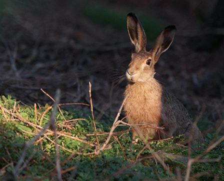 Bild enthält, Animal, Hare, Mammal, Rodent, Antelope, Wildlife