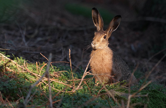 Bild enthält, Animal, Hare, Mammal, Rodent, Antelope, Wildlife