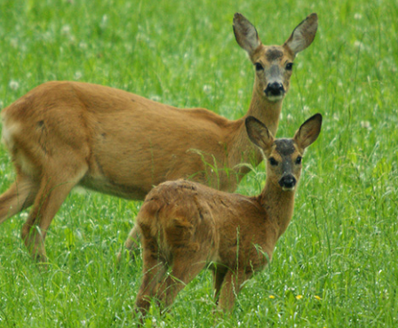 Bild enthält, Animal, Deer, Mammal, Wildlife, Antelope, Field, Grassland, Nature, Outdoors