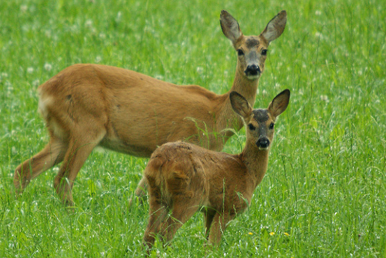 Bild enthält, Animal, Deer, Mammal, Wildlife, Antelope, Field, Grassland, Nature, Outdoors