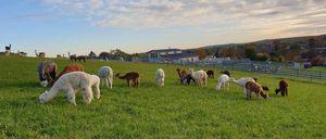 Bild enthält, Field, Grassland, Nature, Outdoors, Countryside, Pasture, Rural, Grazing, Ranch, Sheep