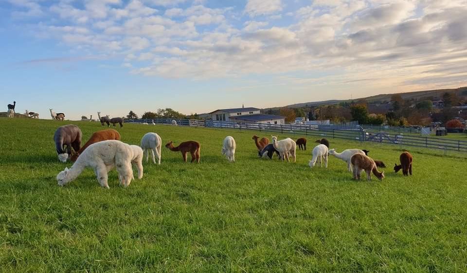 Bild enthält, Field, Grassland, Nature, Outdoors, Countryside, Pasture, Rural, Grazing, Ranch, Sheep