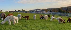 Bild enthält, Field, Grassland, Nature, Outdoors, Countryside, Pasture, Rural, Grazing, Ranch, Sheep