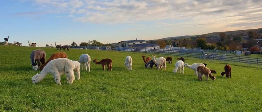 Bild enthält, Field, Grassland, Nature, Outdoors, Countryside, Pasture, Rural, Grazing, Ranch, Sheep