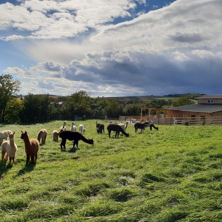 Bild enthält, Countryside, Field, Nature, Outdoors, Pasture, Rural, Grassland, Ranch, Grazing, Meadow