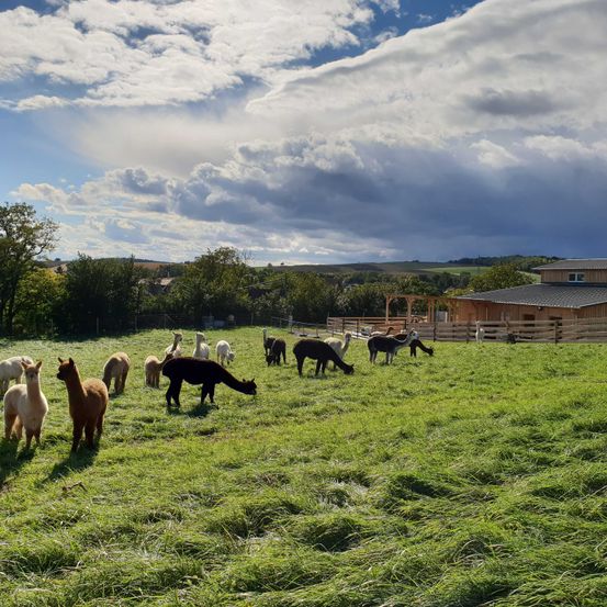 Bild enthält, Countryside, Field, Nature, Outdoors, Pasture, Rural, Grassland, Ranch, Grazing, Meadow