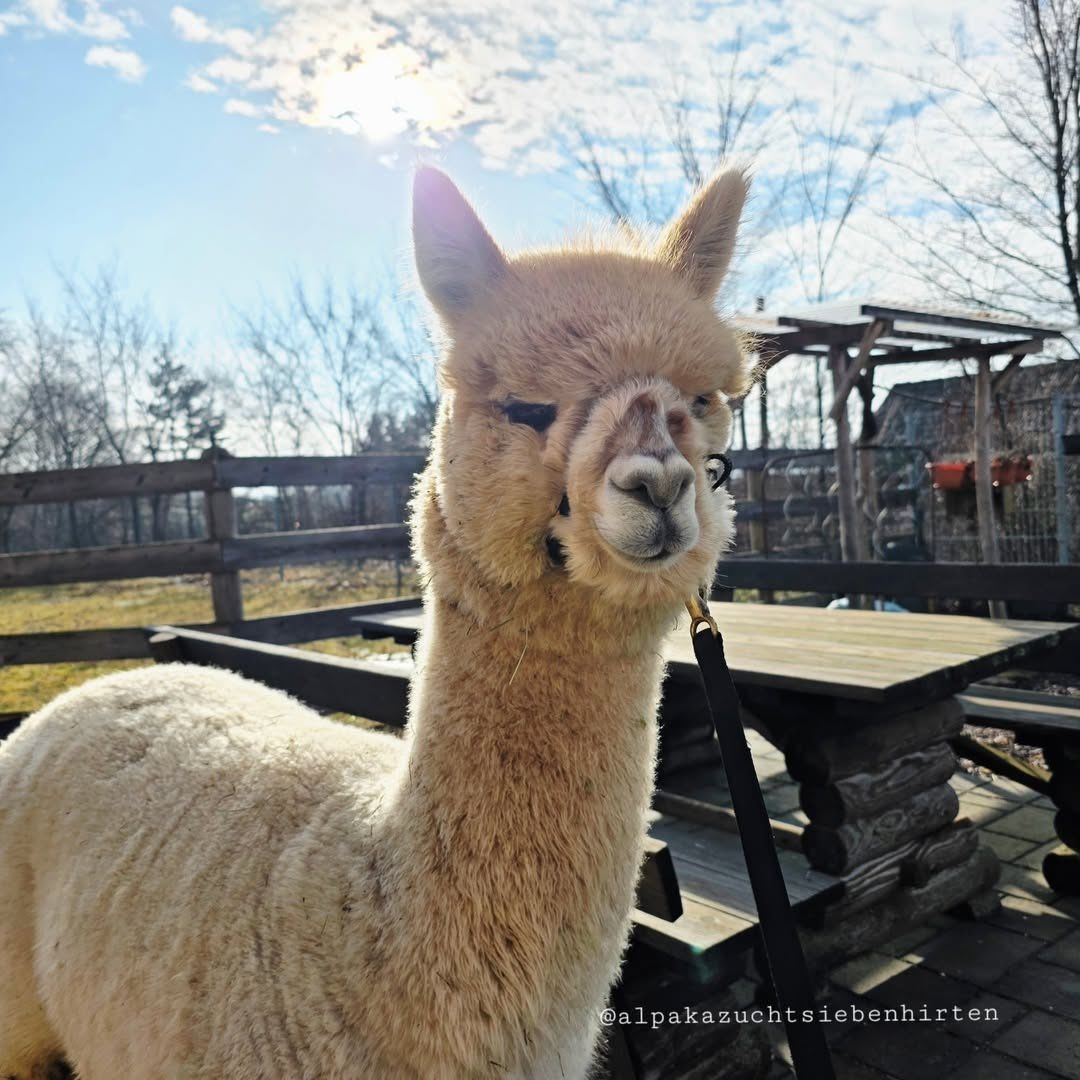 Ein weißes Alpaka steht in einem eingezäunten Bereich und schaut zur Kamera. Dahinter sind ein Holztisch und Bänke zu sehen, mit einer Holzkonstruktion und Grünpflanzen im Hintergrund.