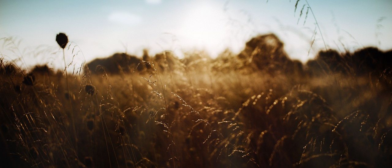 Bild enthält, Sunlight, Nature, Outdoors, Sky, Grass, Field, Grassland, Flare, Vegetation, Person