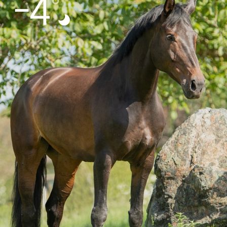 Bild enthält, Animal, Colt Horse, Horse, Mammal, Stallion