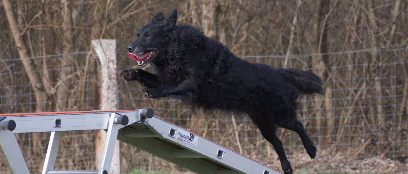 Bild enthält, Animal, Canine, Dog, Mammal, Pet, Outdoors