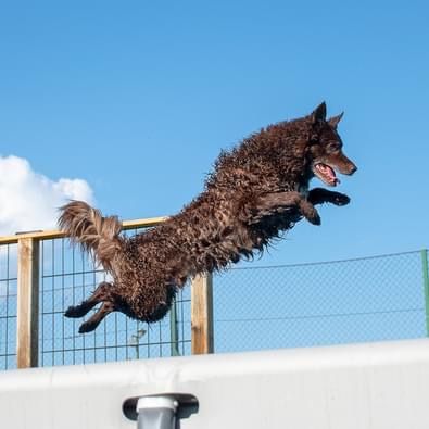 Bild enthält, Animal, Canine, Dog, Mammal, Pet, Coyote