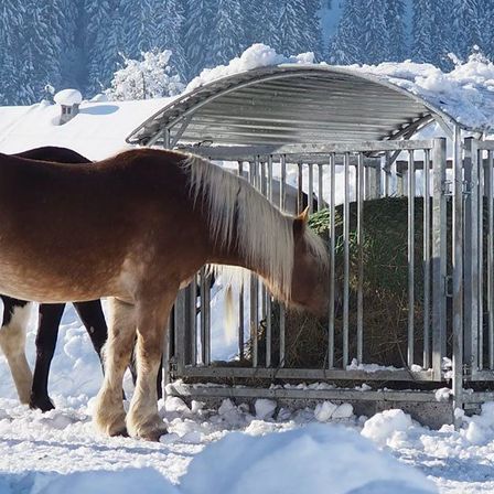 Bild enthält, Outdoors, Animal, Horse, Mammal, Nature, Cage