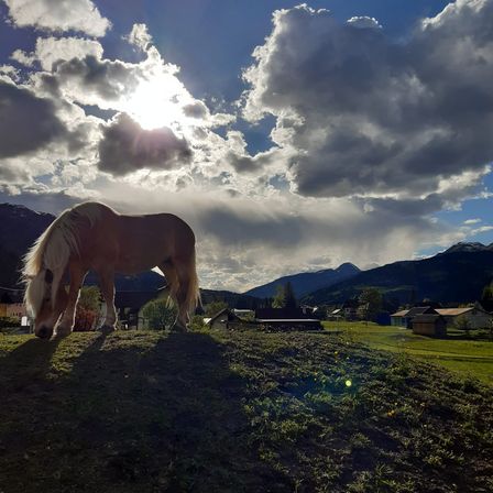Bild enthält, Field, Grassland, Nature, Outdoors, Pasture, Sky, Cloud, Colt Horse, Grass, Grazing