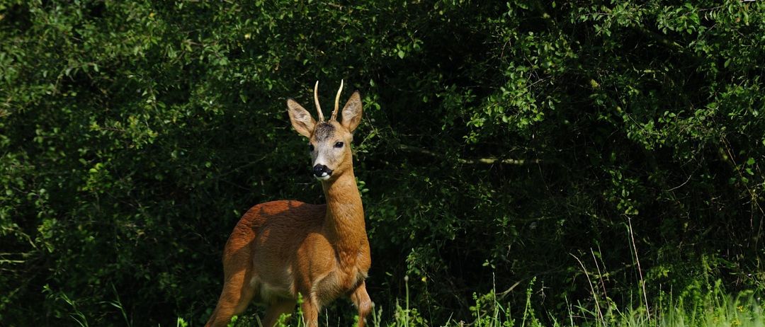 A roe deer with small antlers stands alert in a grassy field, with dense green foliage in the background.