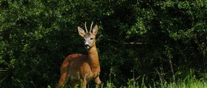 A roe deer with small antlers stands alert in a grassy field, with dense green foliage in the background.