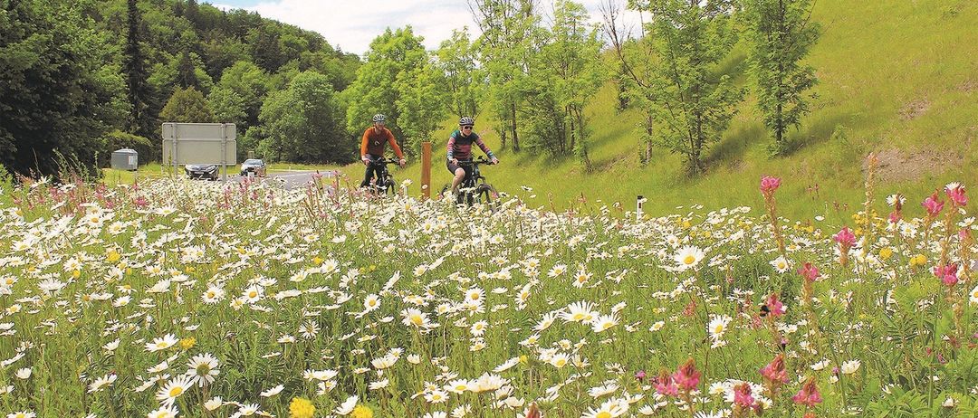 Zwei Radfahrer fahren durch eine mit Gänseblümchen und Wildblumen gefüllte Wiese, mit Bäumen und einem Hügel im Hintergrund.