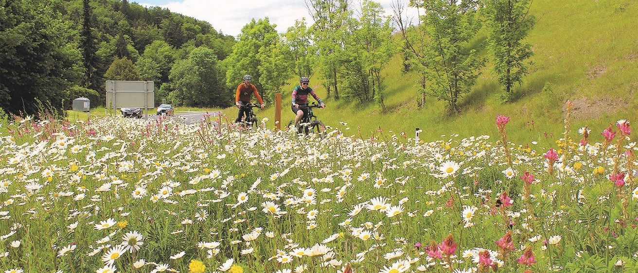 Zwei Radfahrer fahren durch eine mit Gänseblümchen und Wildblumen gefüllte Wiese, mit Bäumen und einem Hügel im Hintergrund.