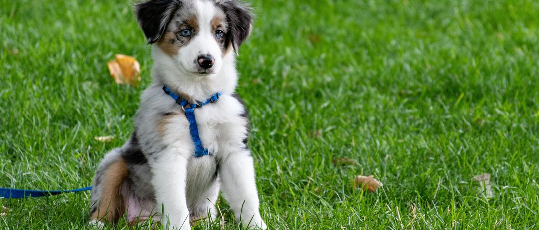 Bild enthält, Animal, Canine, Dog, Mammal, Pet, Puppy, Grass, Accessories, Strap, Lawn