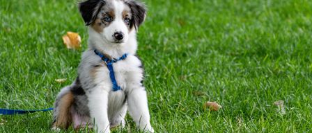 Animal, Canine, Dog, Mammal, Pet, Puppy, Grass, Accessories, Strap, Lawn