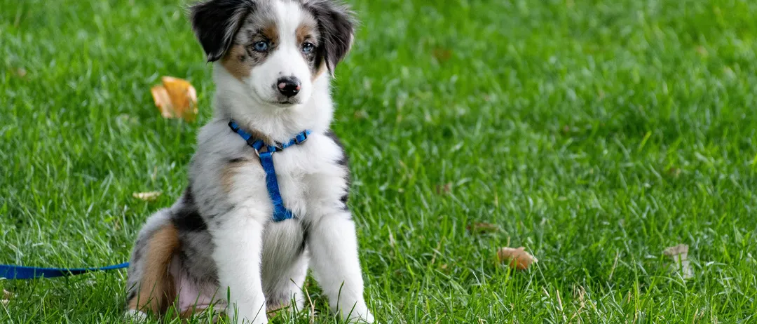 Animal, Canine, Dog, Mammal, Pet, Puppy, Grass, Accessories, Strap, Lawn