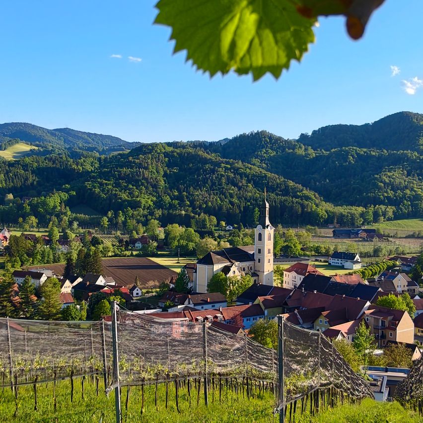 Ein malerisches Dorf, umgeben von Weinbergen, mit einem Kirchturm in der Ferne unter einem klaren blauen Himmel sichtbar.
