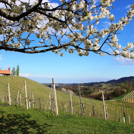 TurmkeuscheFrhling(c)e.waltl