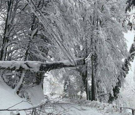 Ein verschneiter Wald mit hohen Bäumen, die in Schnee eingehüllt sind. Ein Baum ist umgefallen und liegt auf dem Boden. Die Zweige sind kahl, und der Boden ist schneebedeckt.