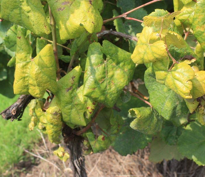 Eine Nahaufnahme von Weinrebenblättern, die Anzeichen von Krankheiten mit Vergilbung und braunen Flecken zeigen.