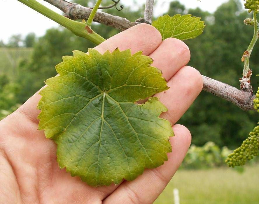 Eine Hand hält ein grünes Blatt einer Pflanze mit sichtbaren Adern und leicht gekräuseltem Rand. Der Hintergrund zeigt ein verschwommenes grünes Feld und Bäume.