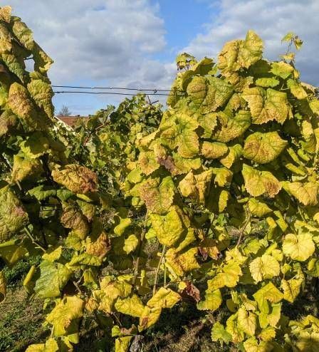 Ein Nahaufnahme von einem Weinberg mit Pflanzen, die vergilbte Blätter und einige braune Flecken aufweisen, was auf eine mögliche Krankheit oder Nährstoffmangel hindeutet. Der Himmel ist bewölkt.