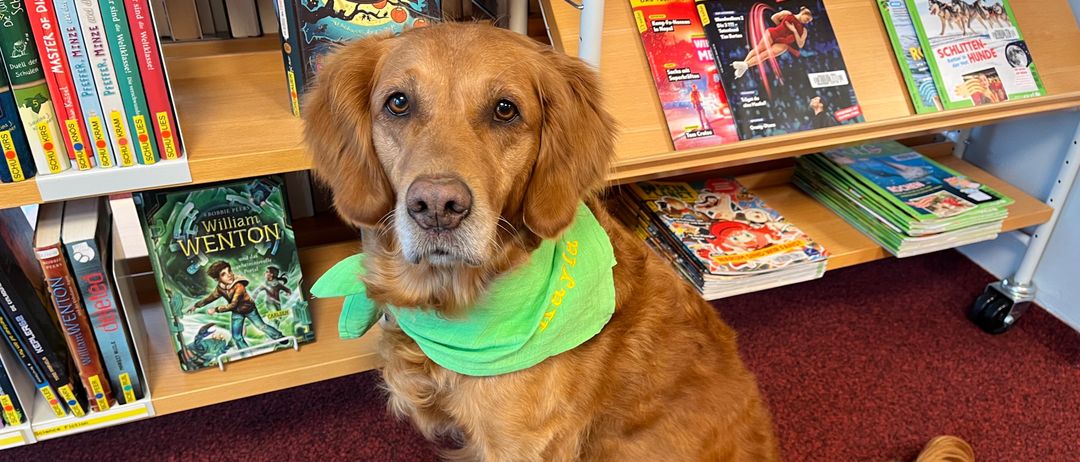 Ein Golden Retriever sitzt auf einem roten Teppich, trägt ein grünes Halstuch und schaut vor sich hin vor einem Bücherregal voller Bücher.