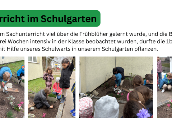 Nachdem im Sachunterricht viel über die Frühblüher gelernt wurde, und die Blumen während drei Wochen intensiv in der Klasse beobachtet wurden, durfte die 1b die Zwiebeln mit Hilfe unseres Schulwarts in unserem Schulgarten pflanzen.