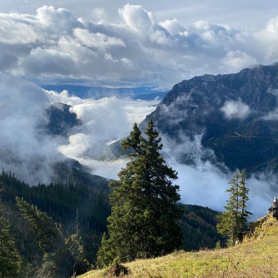 Eine Berglandschaft mit dichtem Nebel, der die tieferen Bereiche bedeckt, einigen Bäumen im Vordergrund und einem Blick auf das Tal und die fernen Berge.