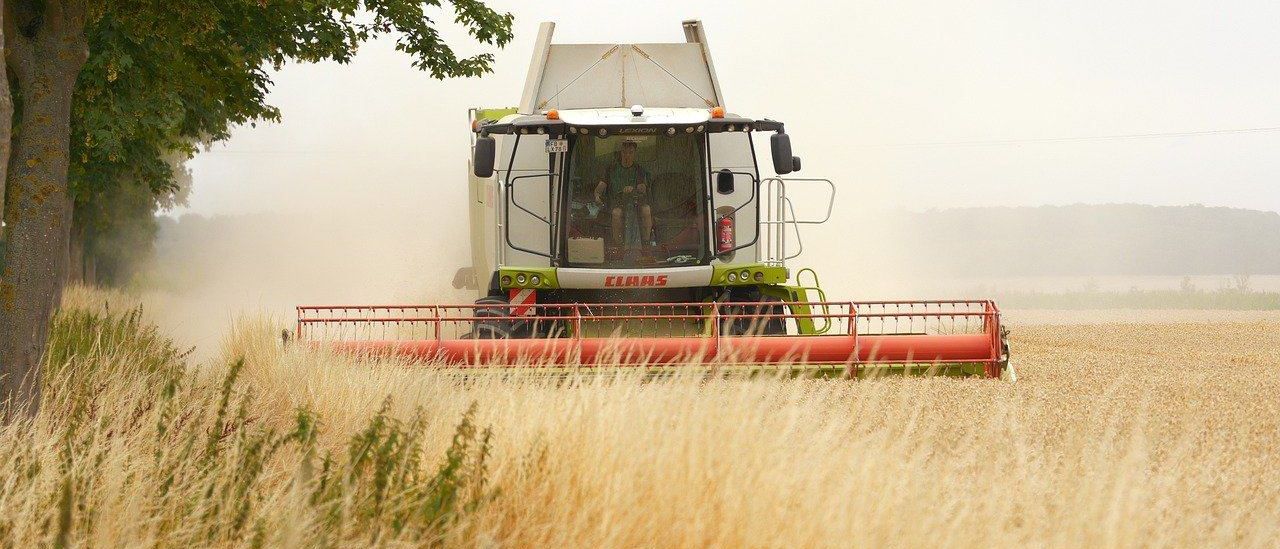 Ein großer Mähdrescher arbeitet in einem Feld mit hohem Weizen und erzeugt eine Staubwolke. Der Fahrer sitzt im Inneren, und die Maschine bewegt sich durch das Feld.