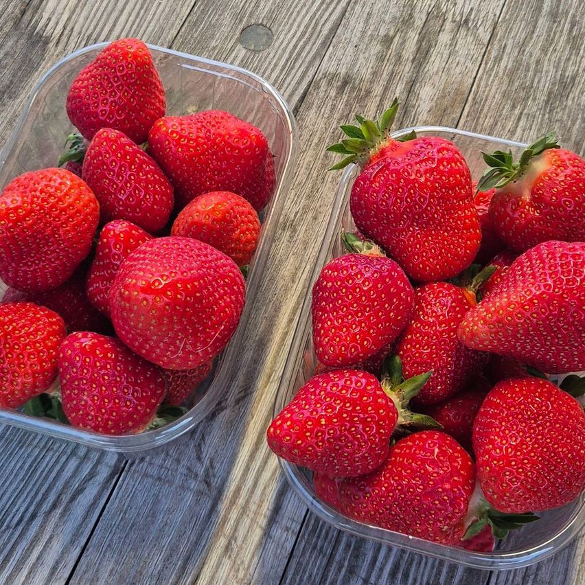 Zwei durchsichtige Plastikbehälter mit frischen roten Erdbeeren stehen auf einer Holzoberfläche. Die Erdbeeren sind ordentlich angeordnet und scheinen in gutem Zustand zu sein.