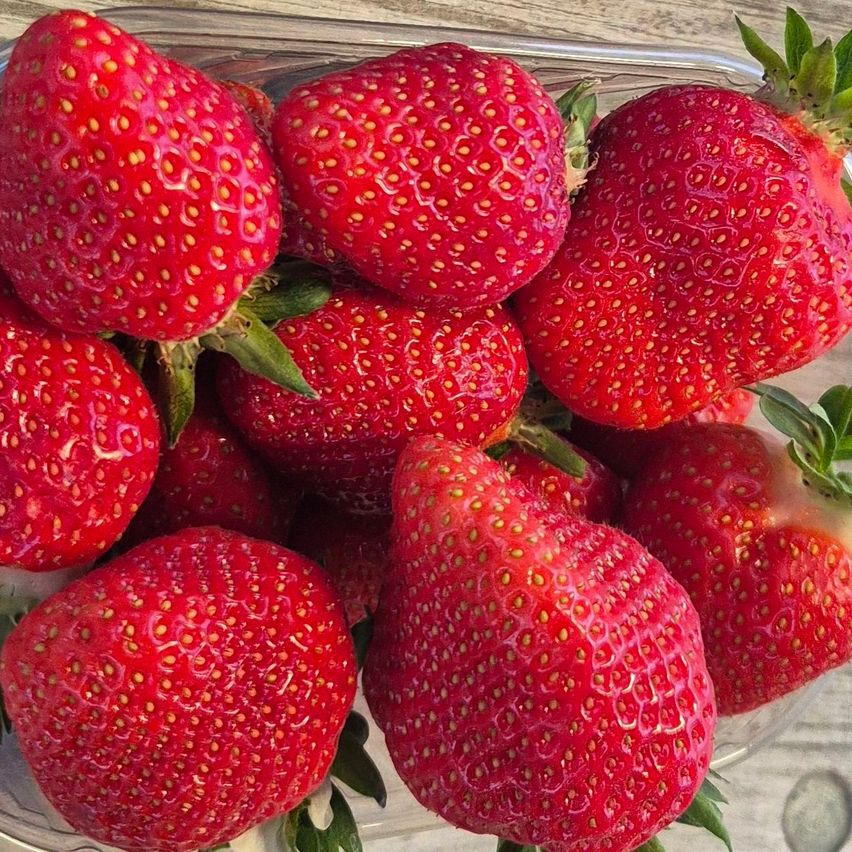 Ein Glasbehälter mit frischen roten Erdbeeren gefüllt, jede mit kleinen schwarzen Samen. Die Erdbeeren haben eine glänzende rote Oberfläche mit grünen Blättern.