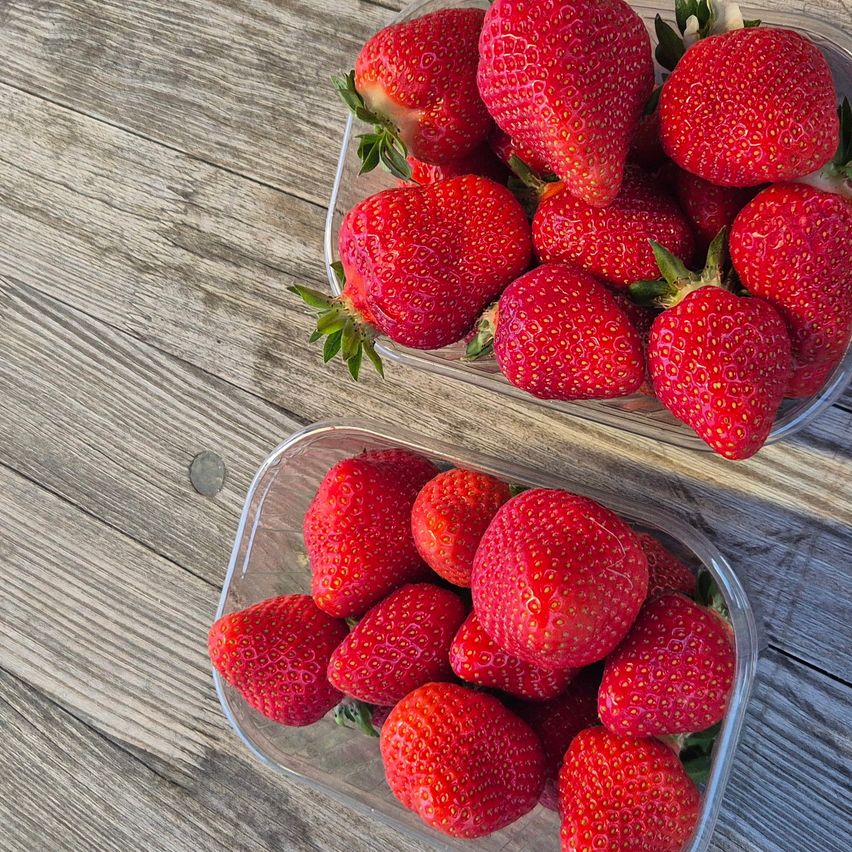 Zwei durchsichtige Behälter mit frischen, reifen Erdbeeren stehen auf einem Holztisch. Die Erdbeeren sind rot mit grünen Blättern.
