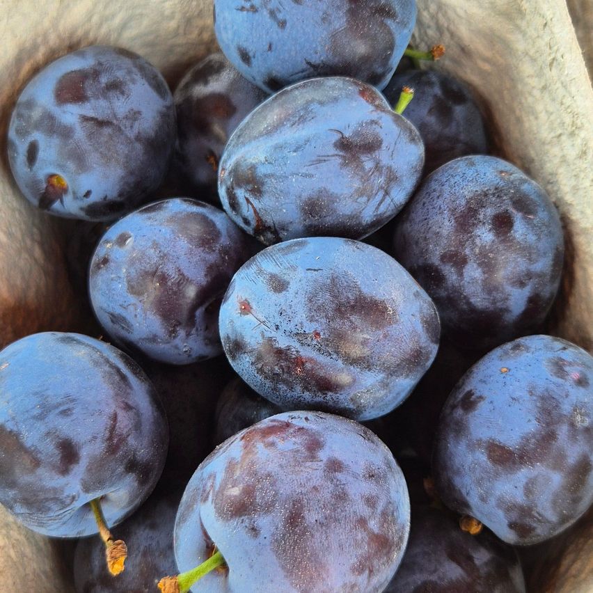 A close-up view of a bunch of dark blue plums with some brown spots, placed in a light brown paper bag.