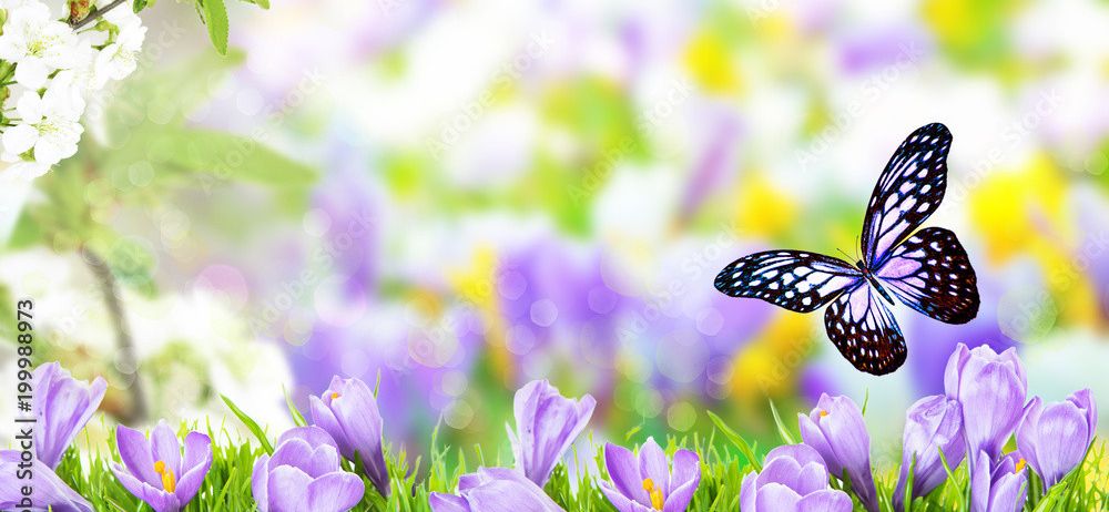Ein Schmetterling mit schwarzen und weißen Flügeln fliegt über ein Feld mit lila Krokusblumen.