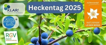 Bild bewirbt Heckentag 2025 am 08.11.2025, 09:00-13:00 im Bauhof Ernstbrunn. Blaue Beeren an einer Pflanze. Logos für Klimakrise, Naturpark Leiser Berg und RG Verkehr sichtbar.