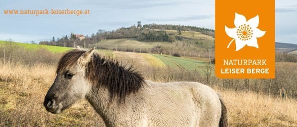 Ein Plakat zeigt ein Pferd mit einer Informationsüberlagerung. Es steht: 'Wilde Weiden im Naturpark Leiser Berge.' Das Datum ist 10. Dezember, 18:30. Ort: Schwarzer Adler, Marktplatz 2, 2115 Ernstbrunn. Mit Unterstützung von Land und Europäischer Union.