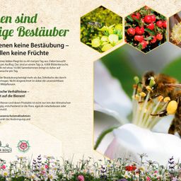 Eine Biene fliegt bis zu 40 mal pro Tag aus. Dabei besucht sie pro Ausflug das sind an einem Tag ca. 4.000 Blütenbesuche. Mit etwa 10.000 Sammelrinnen bringt es daher auf etwa pro Tag. Ohne Bestäubung gibt es keine Befruchtung und somit keine Früchte. Bienen und deren Produkte sind nicht nur von den klimatischen Veränderungen betroffen, sondern auch von der Verringerung der Flora, egal ob natürlich belassen oder genutzt. Naturschutzmaßnahmen: Vermeiden Sie Pestizide und stellen Sie blühende Pflanzen zur Verfügung.