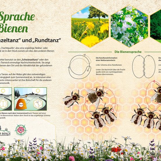 Das Bild zeigt ein Diagramm und Illustrationen von Bienen, die ihre Tanzmuster darstellen. Es enthält die Begriffe 'Schwelltanz' und 'Rundtanz' mit visuellen Hilfsmitteln. Das Diagramm zeigt die Bewegungen der Bienen, während Illustrationen verschiedene Blumen und Pflanzen darstellen. Zusätzliche Informationen sind auf Deutsch angegeben.