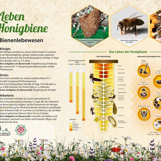 Ein Infografik über Honigbienen, das den Lebenszyklus einer Königin, eines Drohnen und einer Arbeiterbiene beschreibt. Die Entwicklungsstadien der Königin werden mit Bildern dargestellt. Das Diagramm des Lebenszyklus der Königin zeigt Stadien wie Ei, Larve, Puppe und Erwachsener. Die Infografik erklärt auch die Rolle der Königin im Bienenstock.