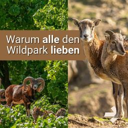 Zwei Bilder von Widdern in einem Wald. Das erste zeigt einen Widder, der unter Bäumen steht. Das zweite zeigt zwei Widder, die auf einem Hang stehen, mit einem Pfeil nach rechts. Der Text lautet 'Warum alle den Wildpark lieben'.