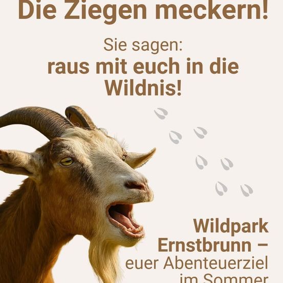 Ein Poster zeigt eine Ziege mit offenem Mund und der Aufschrift 'Die Ziegen meckern! Sie sagen: raus mit euch in die Wildnis!' Darüber befinden sich Pfotenabdrücke. Unten steht die Ziege der Text 'Wildpark Ernstbrunn - euer Abenteuerziel im Sommer'.