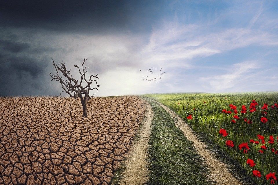 Ein verdorrtes Land mit einem einzelnen toten Baum steht im Kontrast zu einem üppigen grünen Feld, wo ein Feldweg zu roten Blumen unter einem bewölkten Himmel führt.