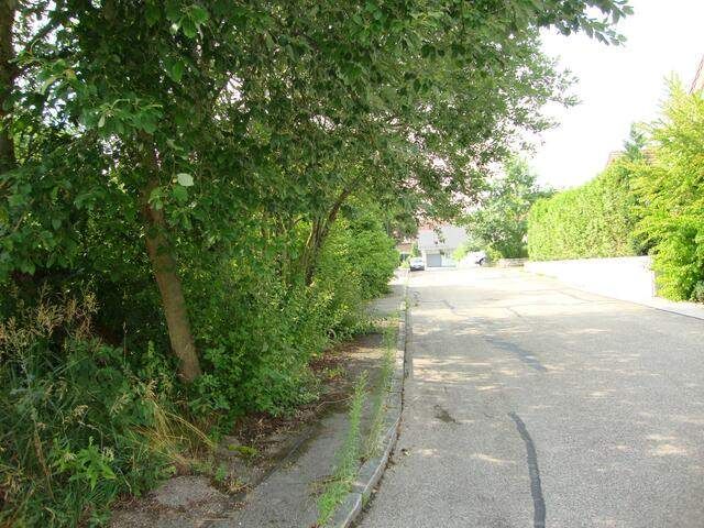 Eine leere Straße, gesäumt von Bäumen und Büschen, mit einem geparkten Auto in der Ferne.