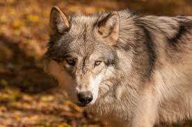 Ein grauer und schwarzer Wolf steht auf trockenen Blättern. Er hat einen ernsten Ausdruck, wachsame Augen und aufgestellte Ohren. Der Wolf befindet sich wahrscheinlich in einem Wald.