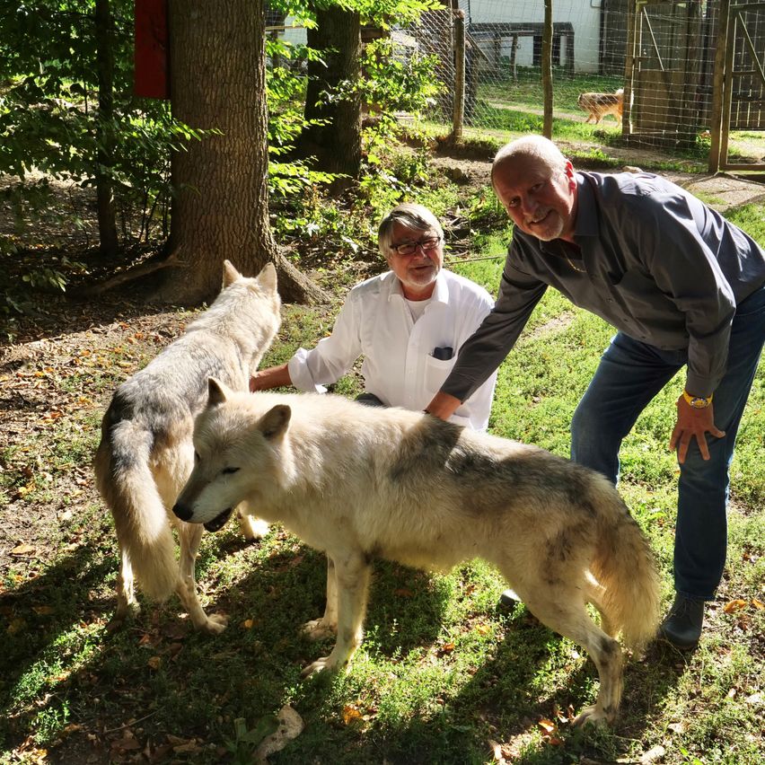 Zwei Männer streicheln zwei Wölfe in einem Zoo, mit einem Hund in einem Käfig im Hintergrund.